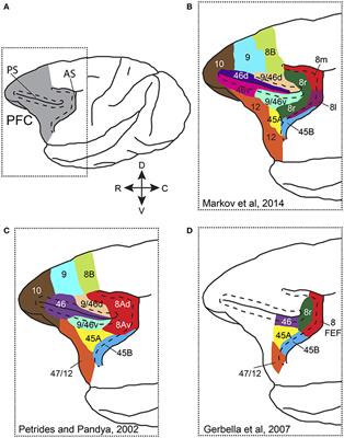 Top-Down Control of Visual Attention by the Prefrontal Cortex. Functional Specialization and Long-Range Interactions